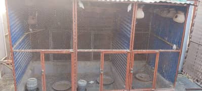 bird's with Master Cage for sale