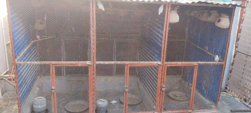 bird's with Master Cage for sale 0