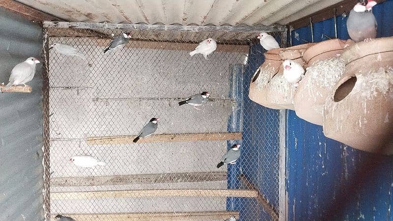 bird's with Master Cage for sale 4