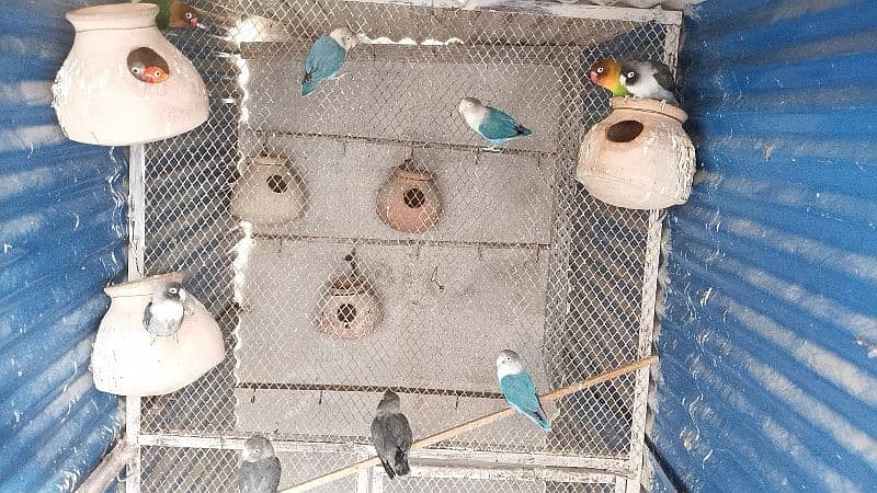 bird's with Master Cage for sale 16