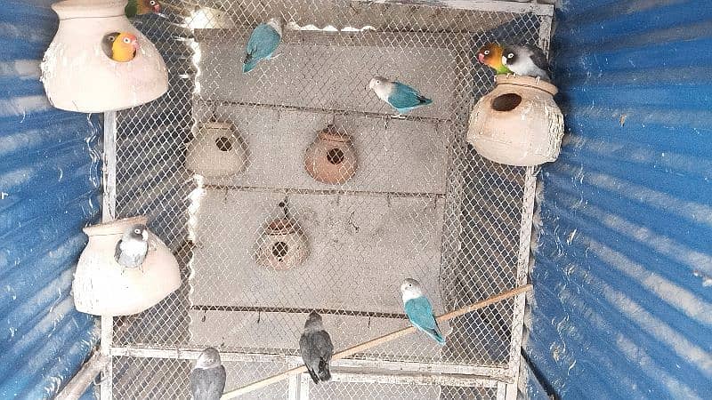 bird's with Master Cage for sale 17