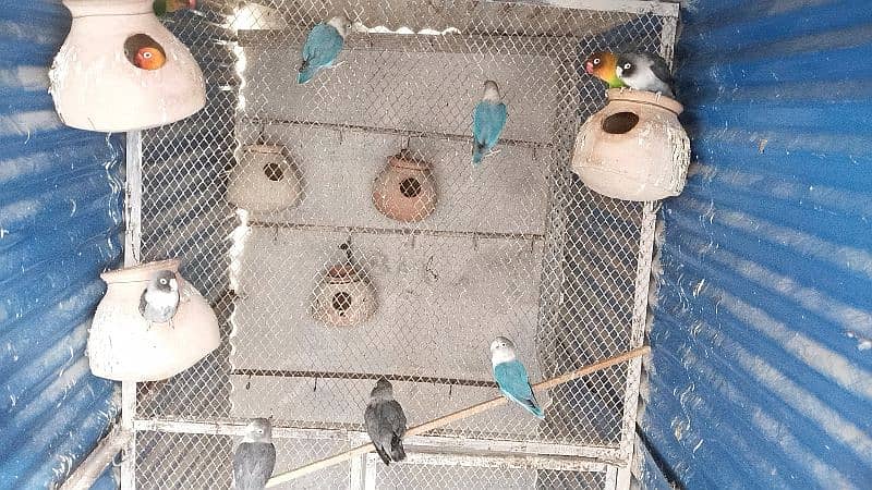 bird's with Master Cage for sale 18