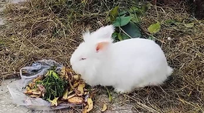 White Black Angora pair 03334634173 0