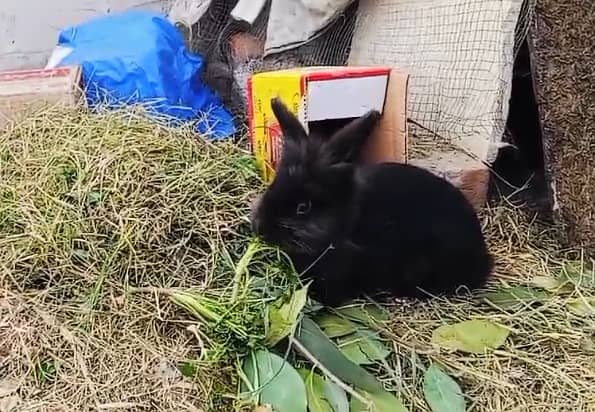 White Black Angora pair 03334634173 2