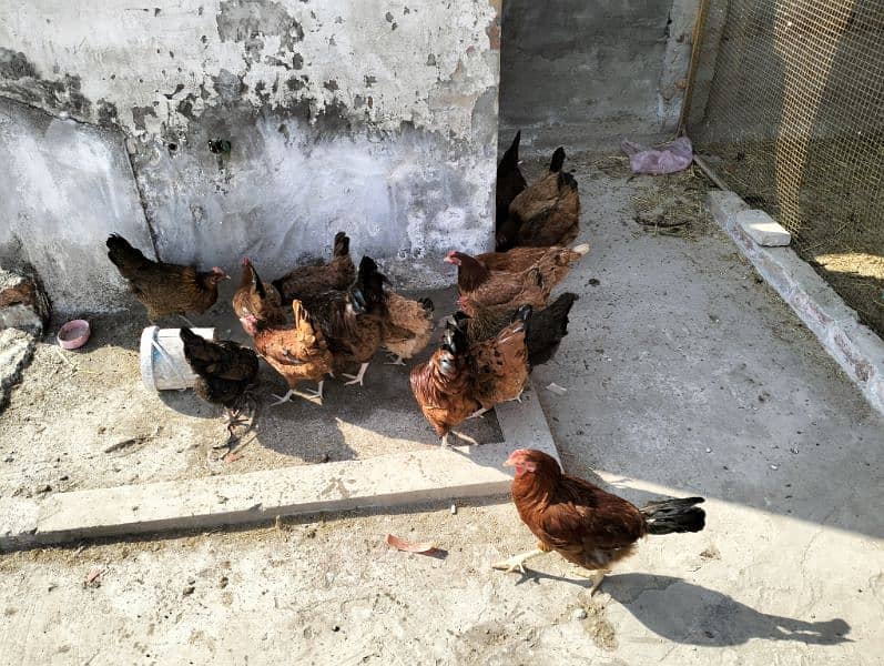 Egg laying Starter murghi 4