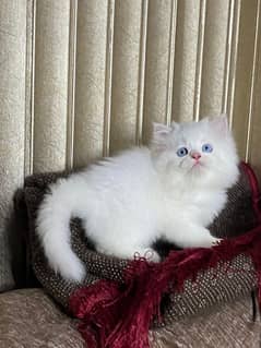 Persian kittens blue eyes Triple coated available for adoption