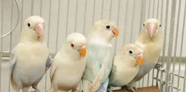 bule pastel high quality bird home breed