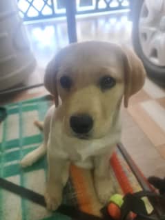 Labrador Female 3 Months For Sale 25k