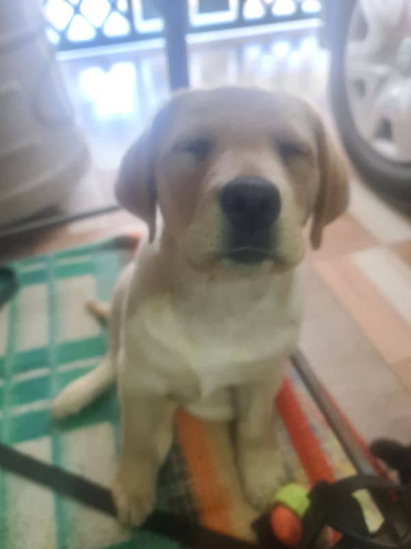 Labrador Female 3 Months For Sale 25k 1