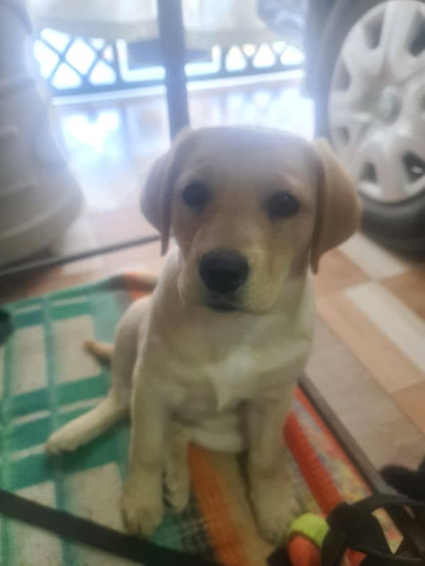 Labrador Female 3 Months For Sale 25k 2