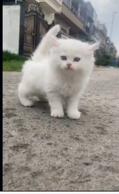 Persian Cat for sale my WhatsApp number 0326/74/83/108