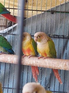 Pineapple Conures Pairs