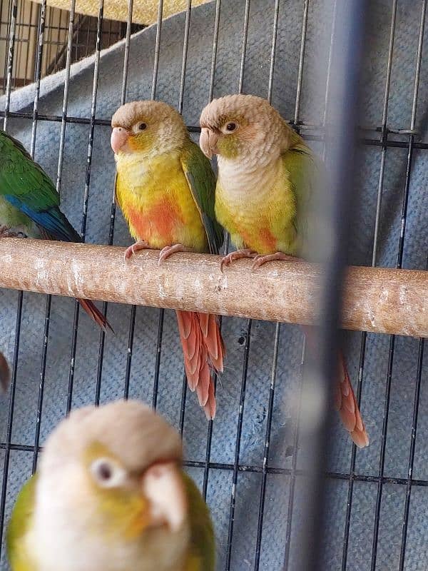 Pineapple Conures Pairs 1