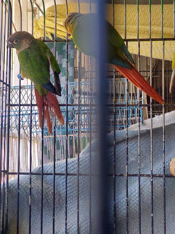 Pineapple Conures Pairs 2