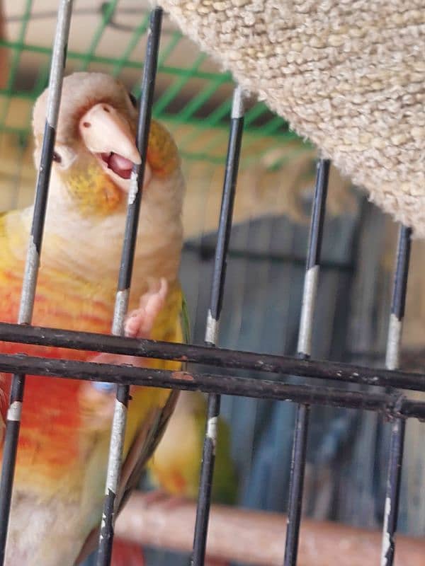 Pineapple Conures Pairs 3