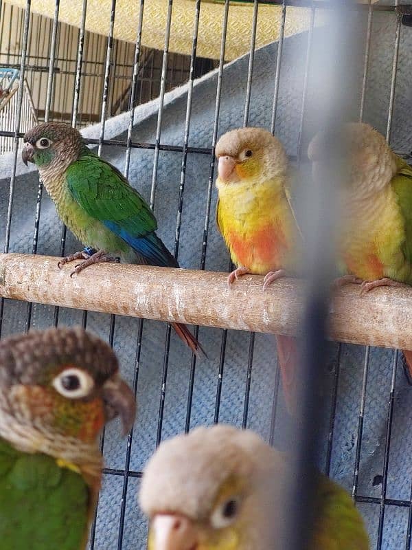 Pineapple Conures Pairs 4