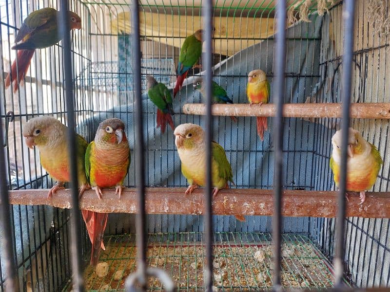 Pineapple Conures Pairs 5