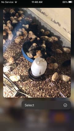 golden misri chicks are avaiable in reasonable price