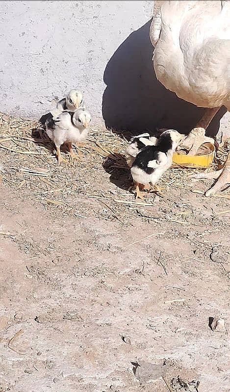 Heera x saleta aseel chicks age 27 days 1