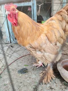 Golden/black buff pure aseel long heights hens and cocks murgi