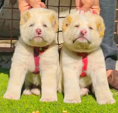 Afghan Kuchi|Afghan Kuch puppies|Afghan Kuchi dog |puppy |security dog