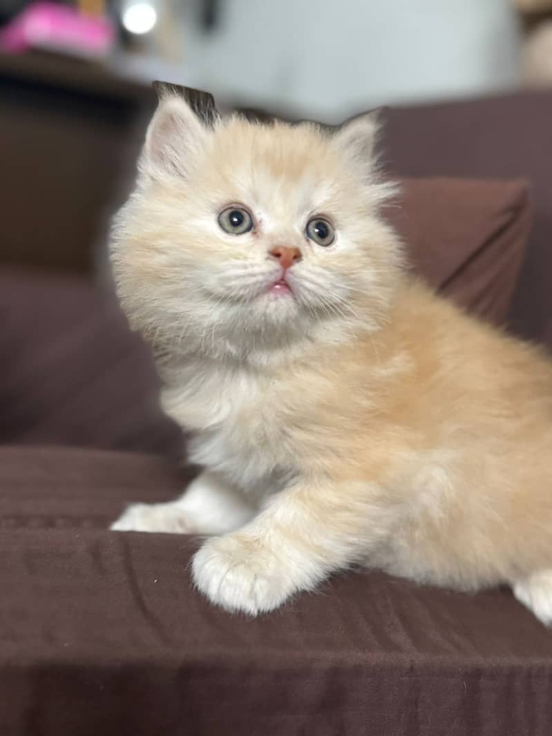 Persian cat / Persian kittens / triple coated /  calls 03485012303 0