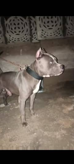 American bully