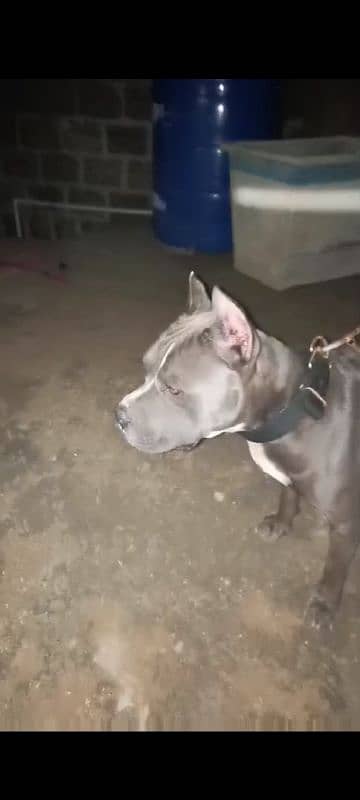 American bully 1