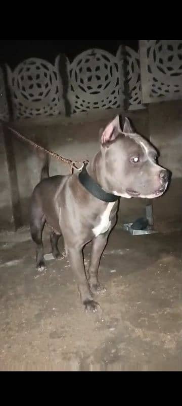 American bully 3