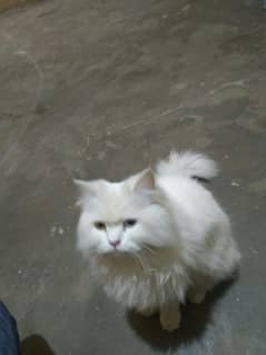 persian cat ghar ki cat ha bhot masoom ha  all train ha double shade