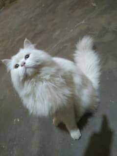 persian cat ghar ki cat ha bhot masoom ha  all train ha double shade