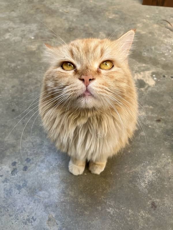 Persian Cat 1