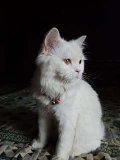 Persian cat