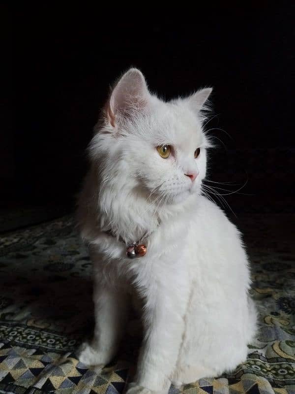 Persian cat 0