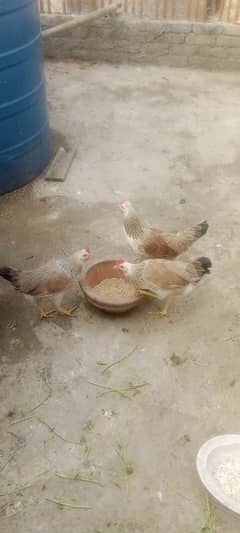 dhandarvi  butter cup  buff  amerucana hen