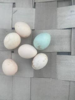 Buff  amerucana hen blue egg breed