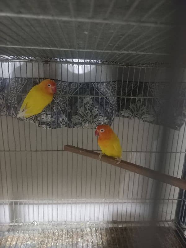 creamino albino decino palefellow love bird pairs 1