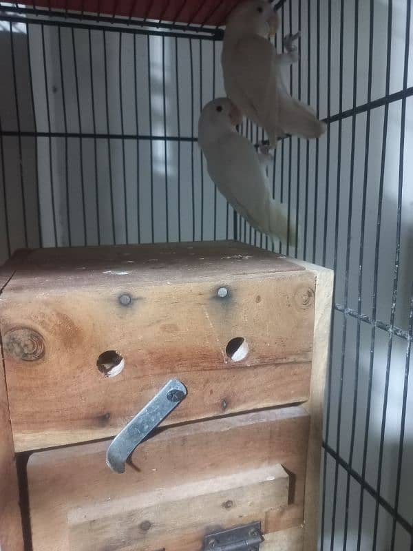 creamino albino decino palefellow love bird pairs 2