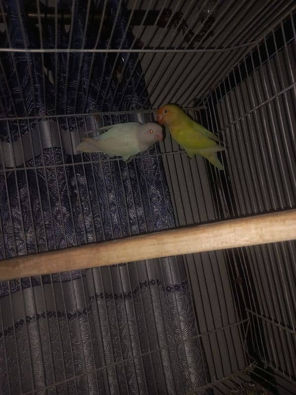 creamino albino decino palefellow love bird pairs 3