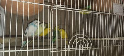 Australian Parrots Breeder Pair with 2 cage only 5600