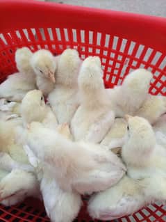 farmi chicks