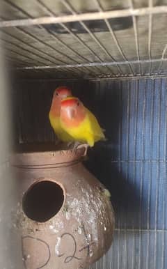 lotino lovebird