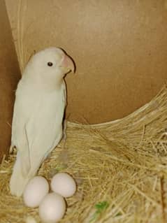 LOVE BIRDS GREEN FISHER INTO ALBINO BREEDER PAIR