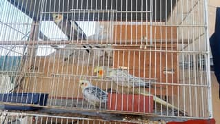 i am selling 3 cocktail parrot