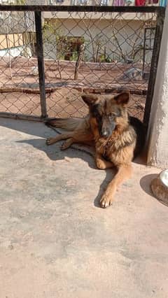 Black Mask German Shepherd