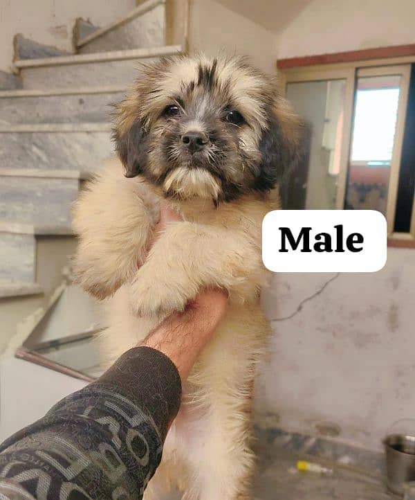 Shitzu female pup top quality 1