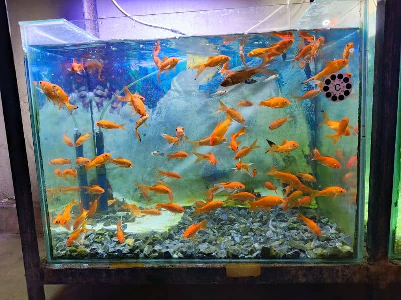 beautiful gold fishes pair 0