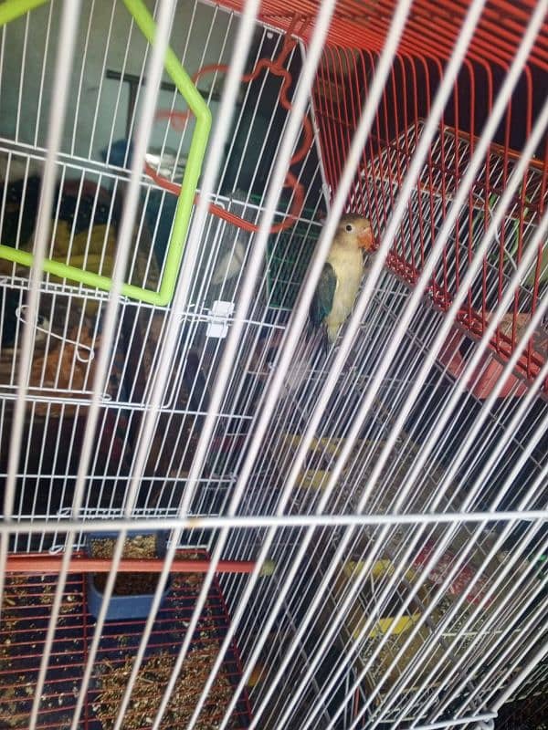 pineapple conure 1