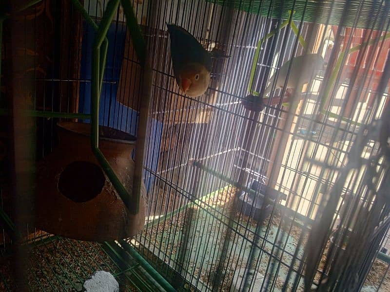 pineapple conure 6