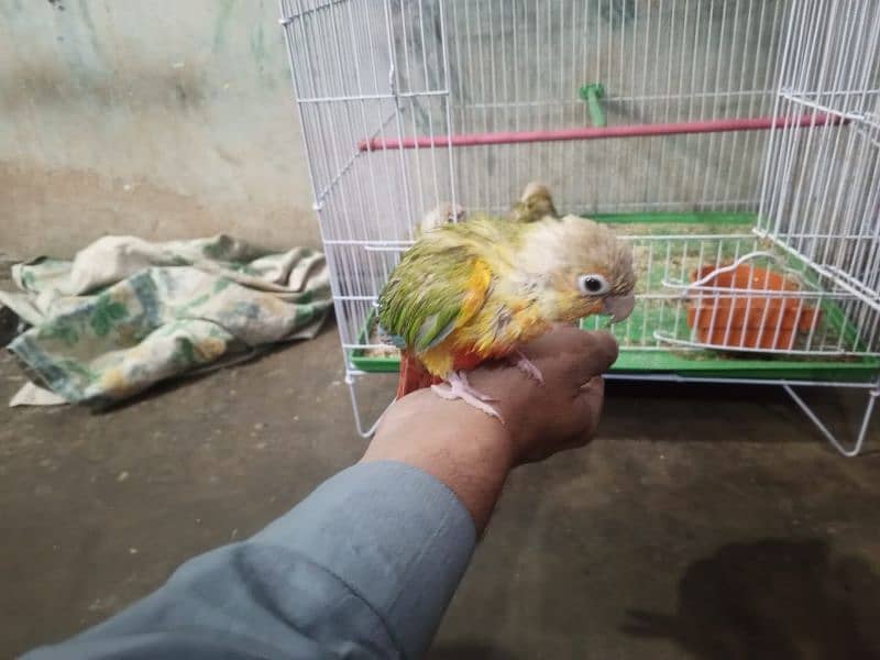 pineapple conure 9